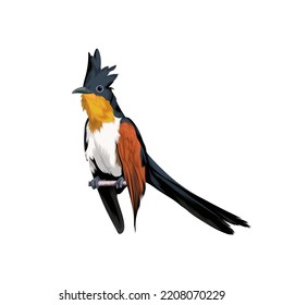 Chestnut-winged Cuckoo bird vector illustration