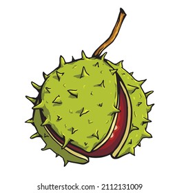 Vector de castaño aislado. Abrir castaño con espinas. Ilustración bursátil.
