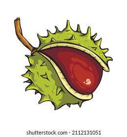 Chetsnut vector isolated. Open chestnut with thorns. Stock catoon illustration.