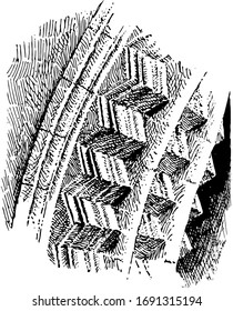 Chevron Molding, type of fancy roman architecture, an inverted V-shaped mark,  in heraldry and the designs of flags, vintage line drawing or engraving illustration.
