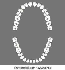 chewing surface of human teeth upper and lower jaw, vector tooth for dental clinic