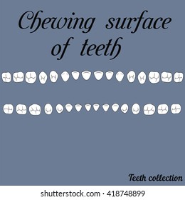 The chewing surface of teeth human fisura- incisor, canine, premolar, molar upper and lower jaw. Vector illustration for print or design of the dental clinic