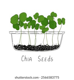 Chia micro greens. Organic raw vegan healthy food. Vegan dinner ingredient. Healthy nutrition herb spice vector illustration. Micro greens growning in a transparent container on white background