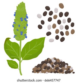 Chia Plant And Seeds. Vector Illustration