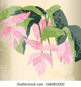 chic botanischer floraler Hintergrund mit handgezeichnet schöner Medinilla-Blume