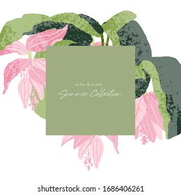 fondo floral botánico chic con hermosa flor de medinilla dibujada a mano