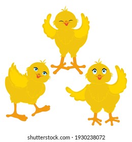 Chick bird vector illustration on the white background. Vector illustration