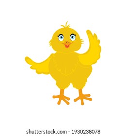 Chick bird vector illustration on the white background. Vector illustration