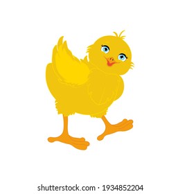 Chick bird vector illustration on the white background. Vector illustration