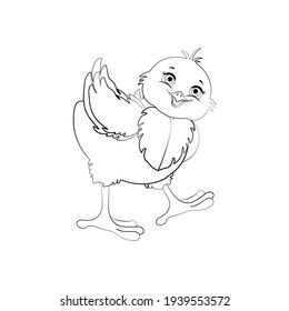 Chick bird vector illustration outline on the white background. Vector illustration