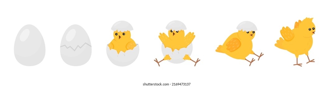 Chick born. Easter newborn chicks hatching from egg. Yellow cute cartoon chicken, farm baby bird. Little domestic animal, funny decent vector banner