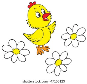 Chick and camomiles