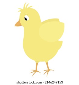 Chick. Color vector illustration. Yellow bird. A baby chicken flaps its wings. Nice hairstyle. Isolated background. Flat style. Festive print. Idea for web design, invitations, postcards. Happy Easter