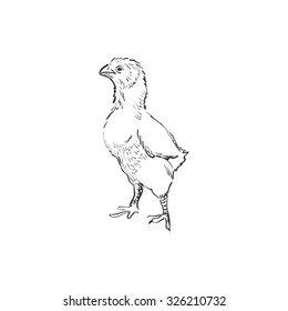 Chick. Doodle style.  Isolated in white background. Excellent vector illustration, EPS 10
