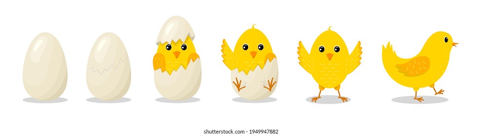 Chick in egg. Chick hatch from cracked egg. Cute chicken with character. Yellow easter bird for baby. Newborn chicken with step of progress. Cartoon farm with happy and funny animal. Vector.