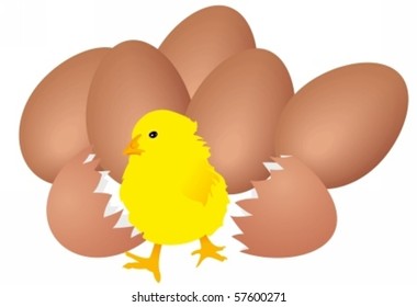 Chick and eggs