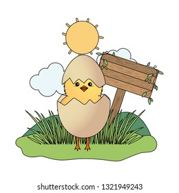 chick in eggshell