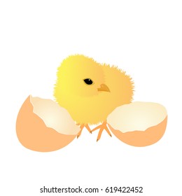 Chick hatching from an egg 