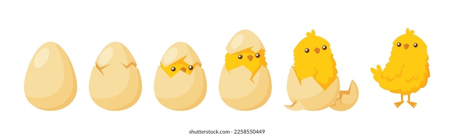 Chick Hatching from Egg. Development of Poultry. Birth Process of Cute Yellow Domestic Bird. Newborn Fowl Hatching Timeline Isolated on White Background. Cartoon Vector Illustration