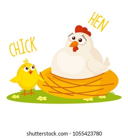 Chick and Hen Vector illustration isolated