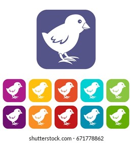 Chick icons set vector illustration in flat style In colors red, blue, green and other