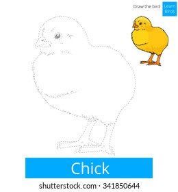 Chick learn birds educational game learn to draw vector illustration