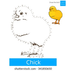 Chick learn birds educational game learn to draw vector illustration