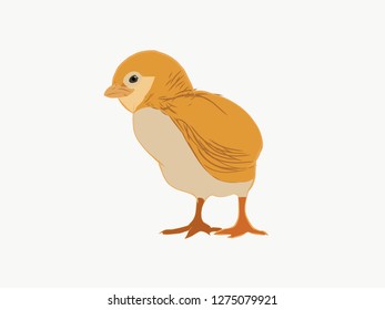 chick lost without his mother