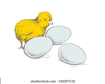 Chick peeking out of eggs. Series sketch illustration for print, infographics or other design working. Graphics, handmade drawing chick with eggs. Chicken vector image. Vintage engraving style.