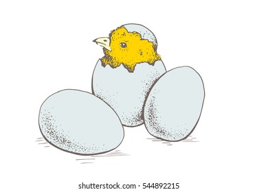 Chick peeking out of eggs. Series sketch illustration for print, infographics or other design working. Graphics, handmade drawing chick with eggs. Chicken vector image. Vintage engraving style.