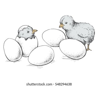 Chick peeking out of eggs. Series sketch illustration for print, infographics or other design working. Graphics, handmade drawing chick with eggs. Chicken vector image. Vintage engraving style.