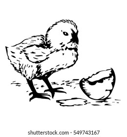 Chick peeking out of eggs. Series sketch illustration for print, infographics or other design working. Graphics, handmade drawing chick with eggs. Chicken vector image.