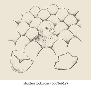 Chick peeking out of eggs sketch illustration for print, mobile and infographics. Hand drawn chick picture. Chicken vector image. Isolated on beige background. Vintage engraving style.