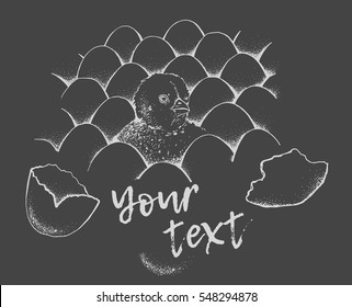 Chick peeking out of eggs sketch illustration for print, mobile and infographics or funny menu. Hand drawn chick picture. Chicken vector image. Isolated on beige background. Vintage engraving style.
