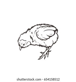 Chick. Poultry. Farming. Livestock raising. Hand drawn. Vector illustration.