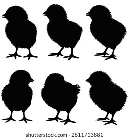 Chick silhouettes black shapes on a white background