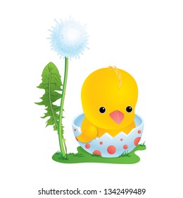 The chick sits in an egg-shell near a dandelion on a green lawn. Stock vector illustration in cartoon style. Easter card.