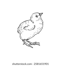 Chick vector black and white illustration hand drawn with ink. Cute fluffy baby chicken graphic sketch.