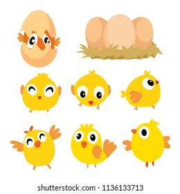 chick vector collection design