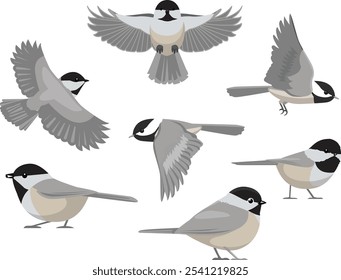 Chickadee Vogel schwarz gekappte Titte Winter Verschiedene Posen Cartoon Vektor Charakter