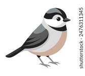 Chickadee bird on a white background