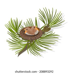 Chickadee birds in the nest on a pine branch vector illustration 