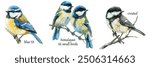 Chickadee Birds Watercolor Set. Hand-drawn realistic illustrations of blue tit, crested tit, and Himalayan tit birds. Beautiful avian collection for garden and forest themes on a white background.