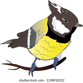 Chickadee Cartoon. Vector Bird, titmouse isolated on white background
