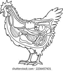 chicken anatomy line vector illustration isolated on white background