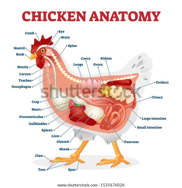 鶏の解剖学のベクターイラスト ラベルと生体内臓の仕組み 鳥の骨 消化器系 内部構造を持つ動物図 教育的に健康な鶏のx線写真を側面から見ると のベクター画像素材 ロイヤリティフリー 1535676026