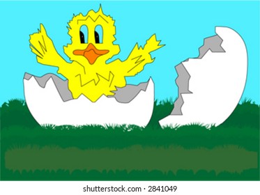 chicken baby from egg
