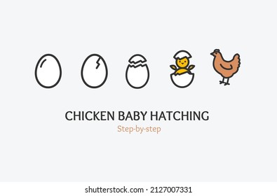 Chicken Baby Hatching Step By Step Concept With Thin Line Icons. Vector Illustration Of Hatch Process Hen