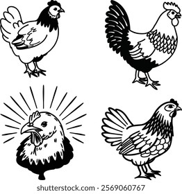 Chicken bird bundle line art and illustrator eps