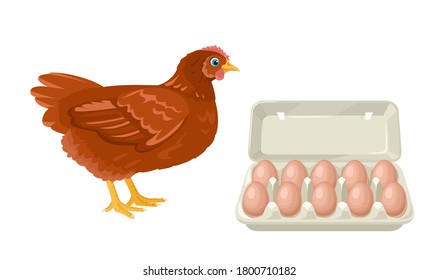 Paquete de ave de pollo y huevos aislados en un fondo blanco. Ilustración vectorial en estilo plano de caricatura.